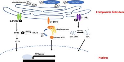 Potential roles of the endoplasmic reticulum stress pathway in amyotrophic lateral sclerosis